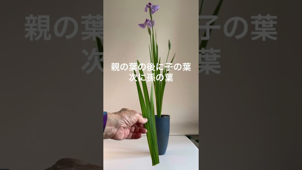 菖蒲の生花