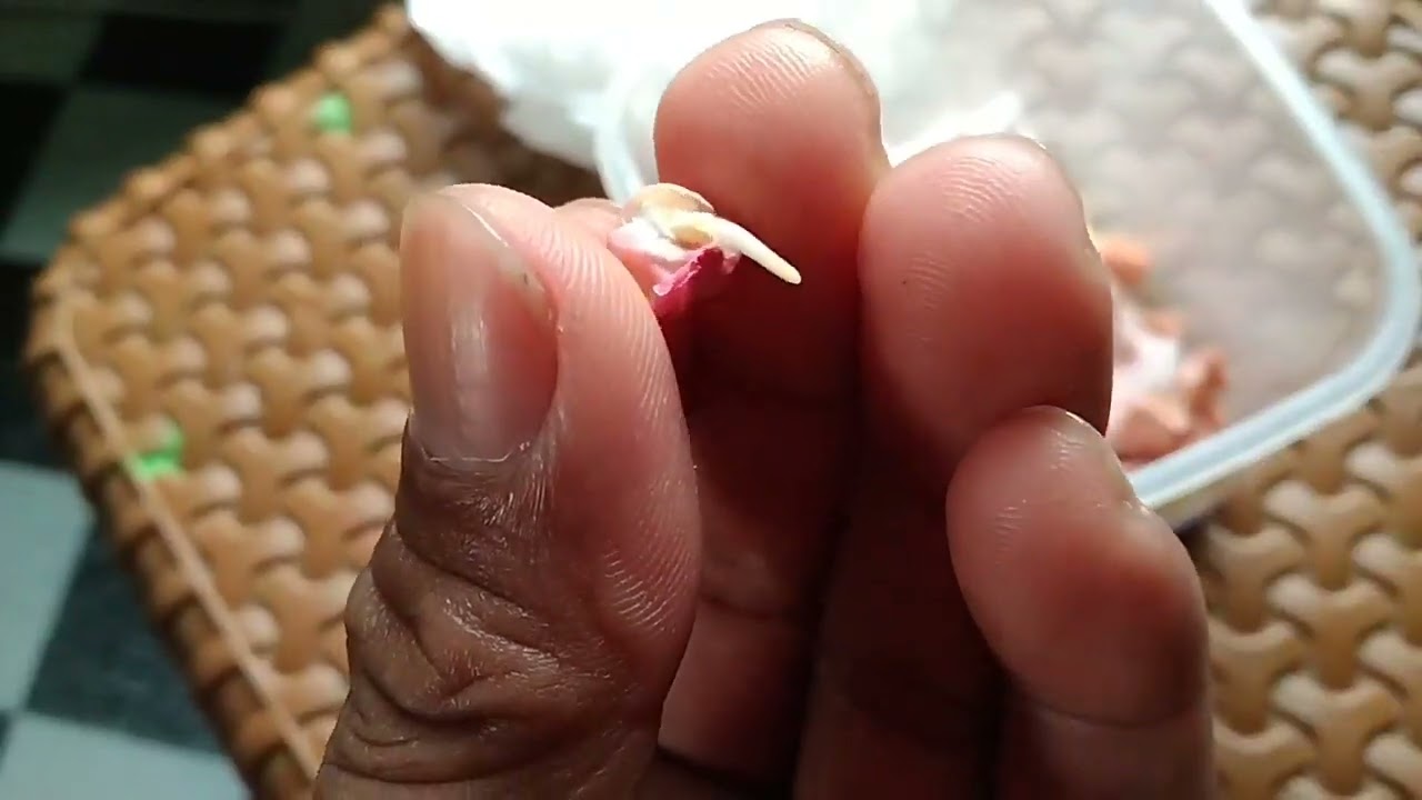 Cara baru tanam jagung manis‼️ semai dahulu baru tanam #jagung #tanaman
