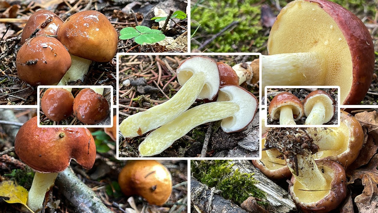 K&ouml;rnchenr&ouml;hrling Verwechslung & Portrait | Schmerling, Sch&auml;lpilz, Schalschwamm, Suillus granulatus