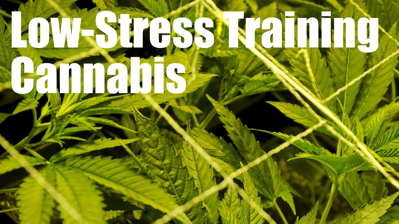 How To Low-Stress Train (LST) Cannabis