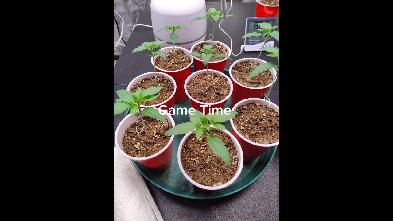 21+ Channel only Do-si-do 28% THC Indica dominant Garden