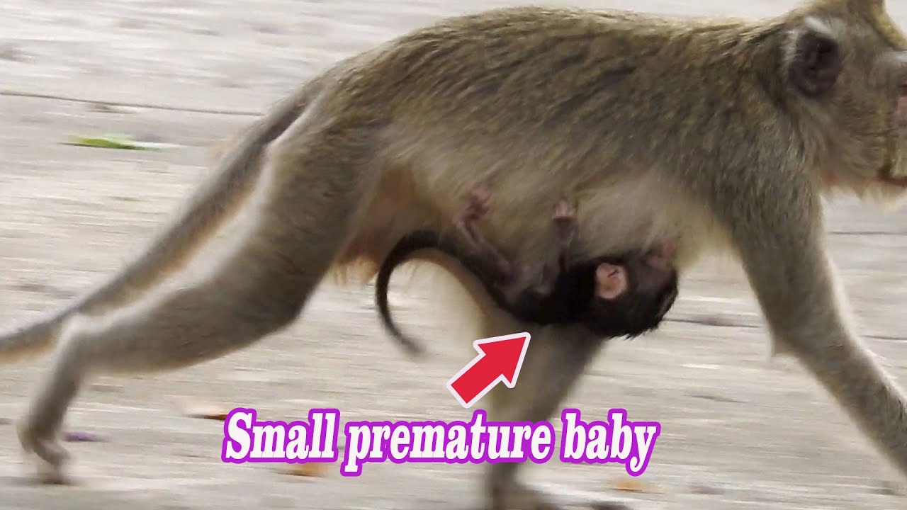 Premature baby Vega trying hard hang under Mom, Smallest baby tired need much milk drink non stop