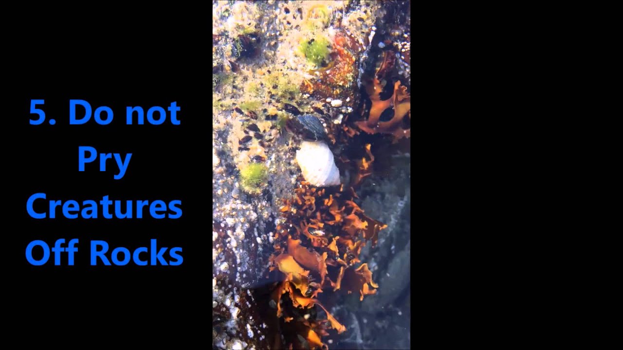 Tips for Fun and Safe Tidepooling