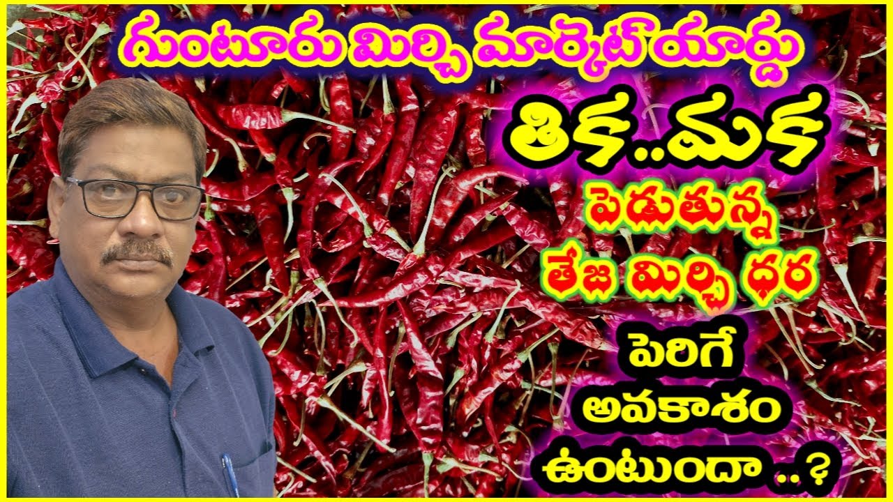 గుంటూరు మిర్చి మార్కెట్ యార్డ్|తిక..మక పెడుతున్న తేజ మిర్చి ధర|పెరిగే అవకాశం ఉంటుందా తెలుపగలరు