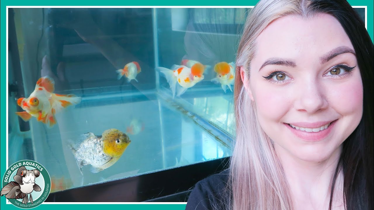 ОБНОВЛЕНИЕ New Fish