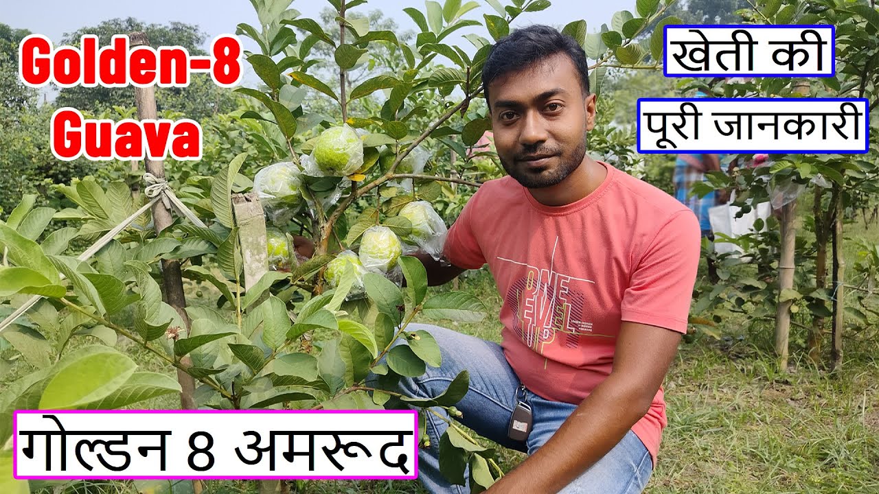 Golden 8 Guava Plant || Thai Golden 8 Guava Farming in India || Golden 8 Amrood Plant Available ||