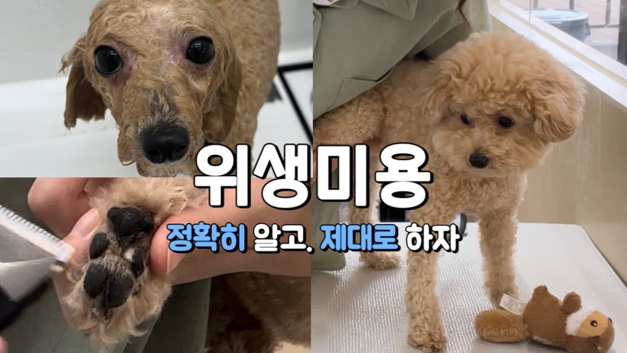 학원에선 절대 알려주지 않았을 위생미용 꿀팁🐾 + 스트레스 최소화 방법