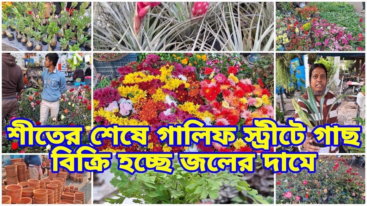 শীতের শেষে জলের দামে গাছ,Galiff Street ফুলের বাজারে অবিশ্বাস্য অফার | Galiff street 25th January  |