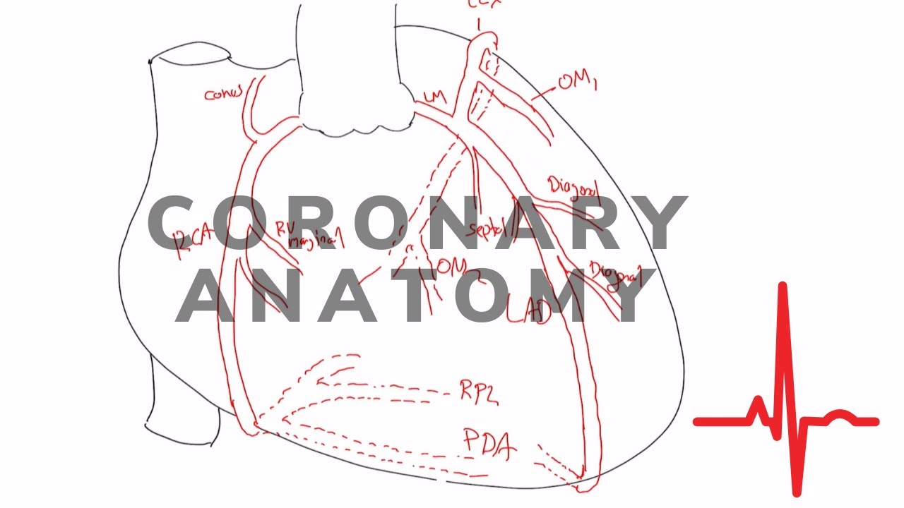 A Cardiologist Teaches Coronary Anatomy.  An Easy Cardiology Tutorial.