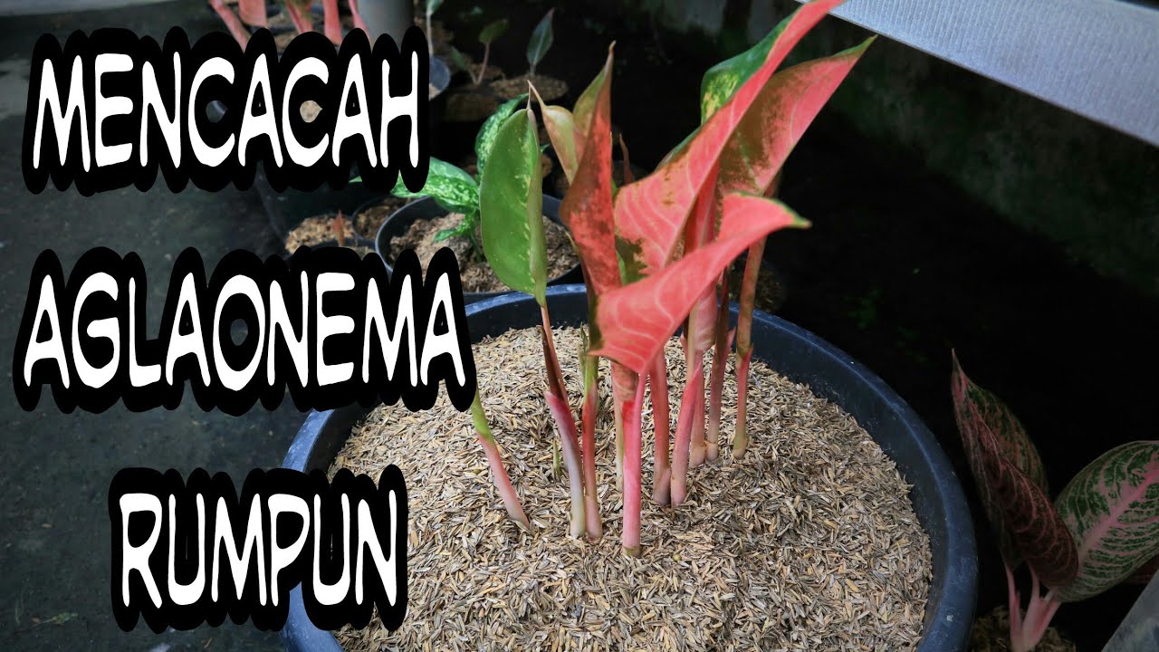 Mencacah Aglaonema Rumpun-Ade Aryzona