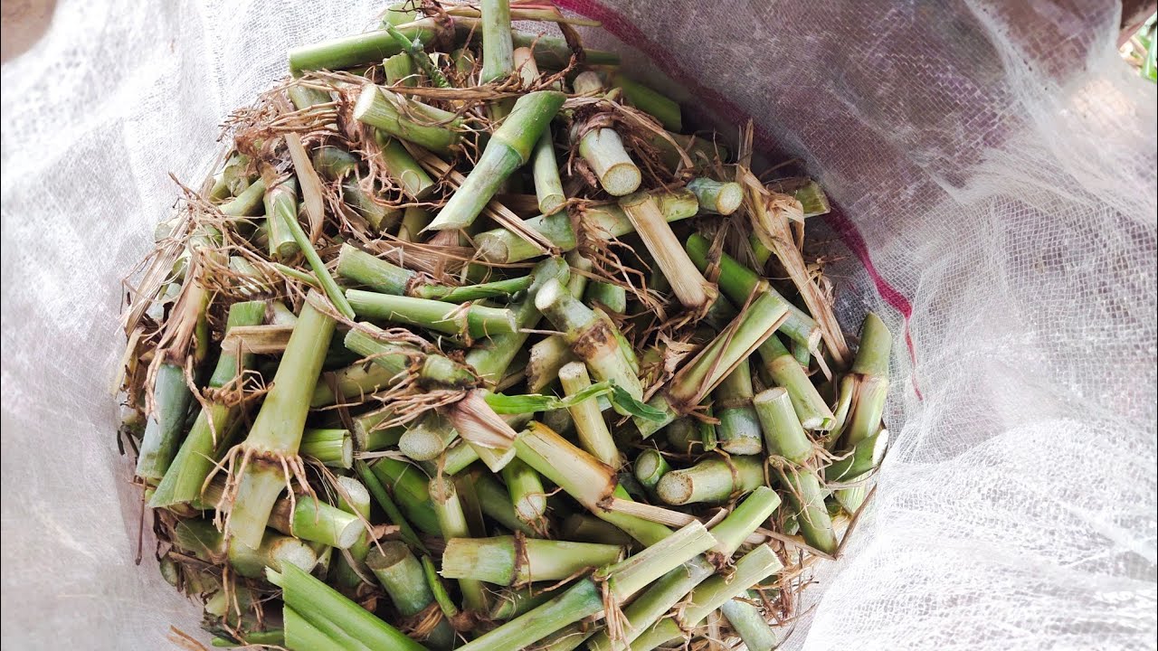 ये #napier चारा लगाकर किसान पूरे साल जानवरो को भरपूर पेट भर खिला सकते हैं  8887608342 #supernapier