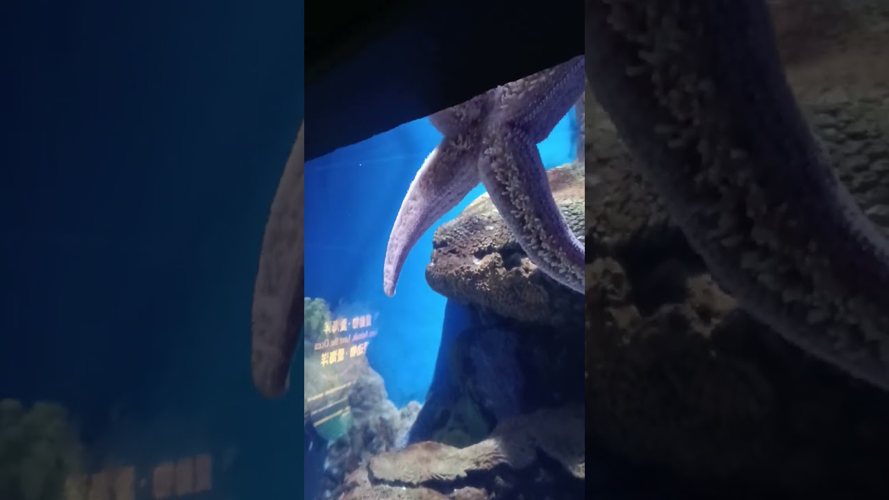 Iba''t ibang klaseng laman dagat, ang ganda nilang pag masdan😍 #seacreatures 