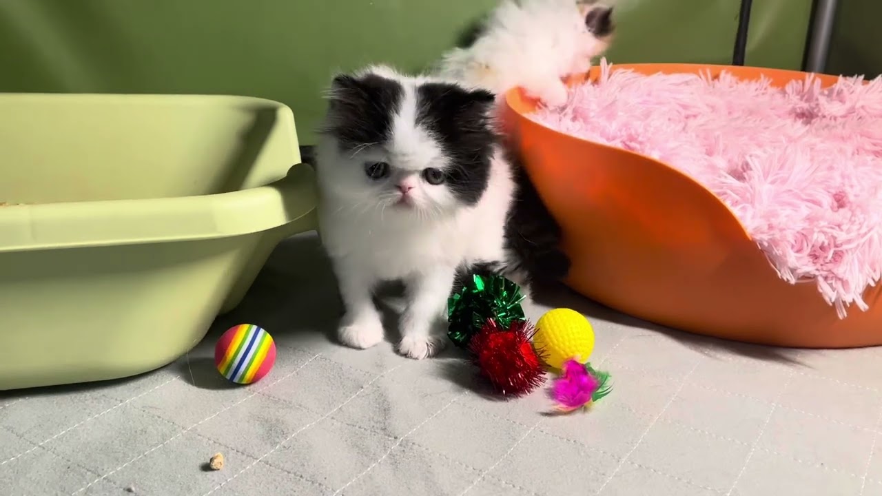 High Desert Persians Octavius kittens