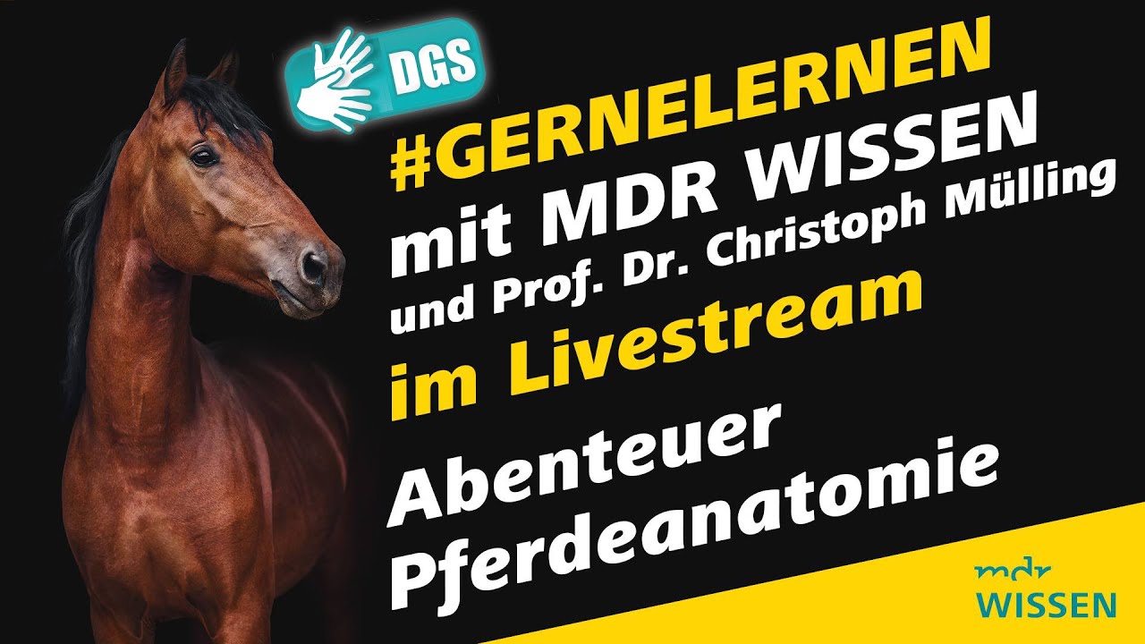 Geb&auml;rdefassung: Abenteuer Pferdeanatomie | #gernelernen mit MDR Wissen | MDR