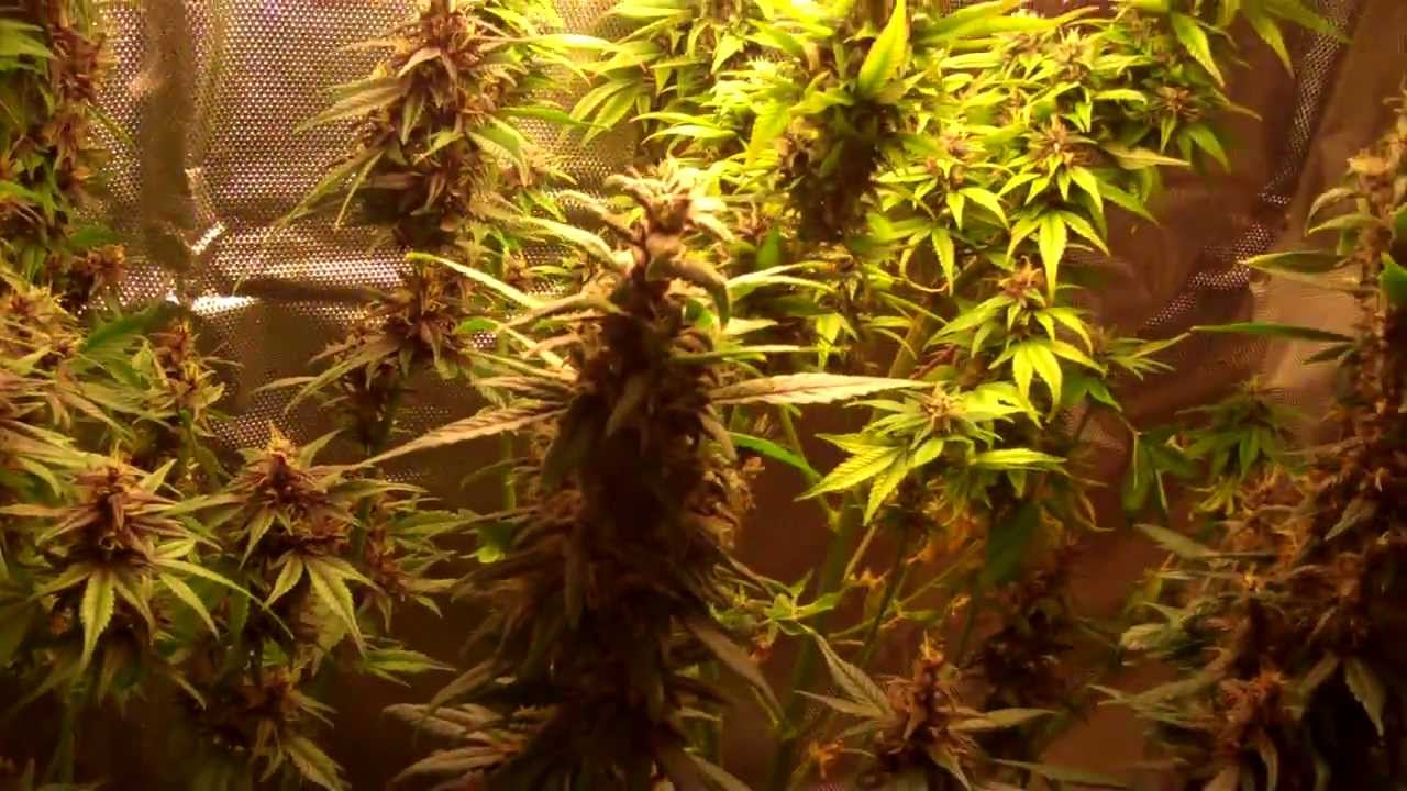 Purple  Ryder CFL Light Grow