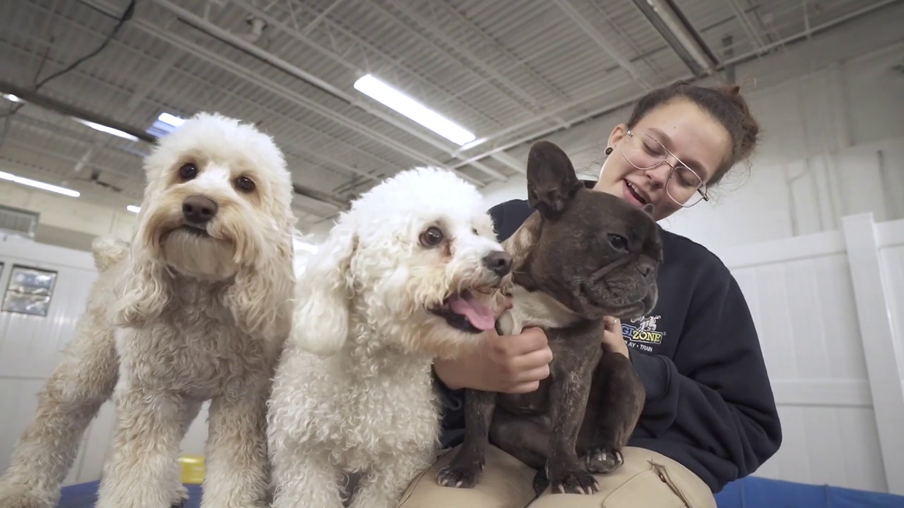 Dogizone - Daycare