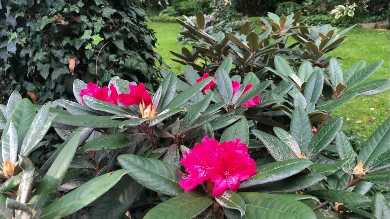 Rododendron kwitnący 2 razy w roku - Weinlese 