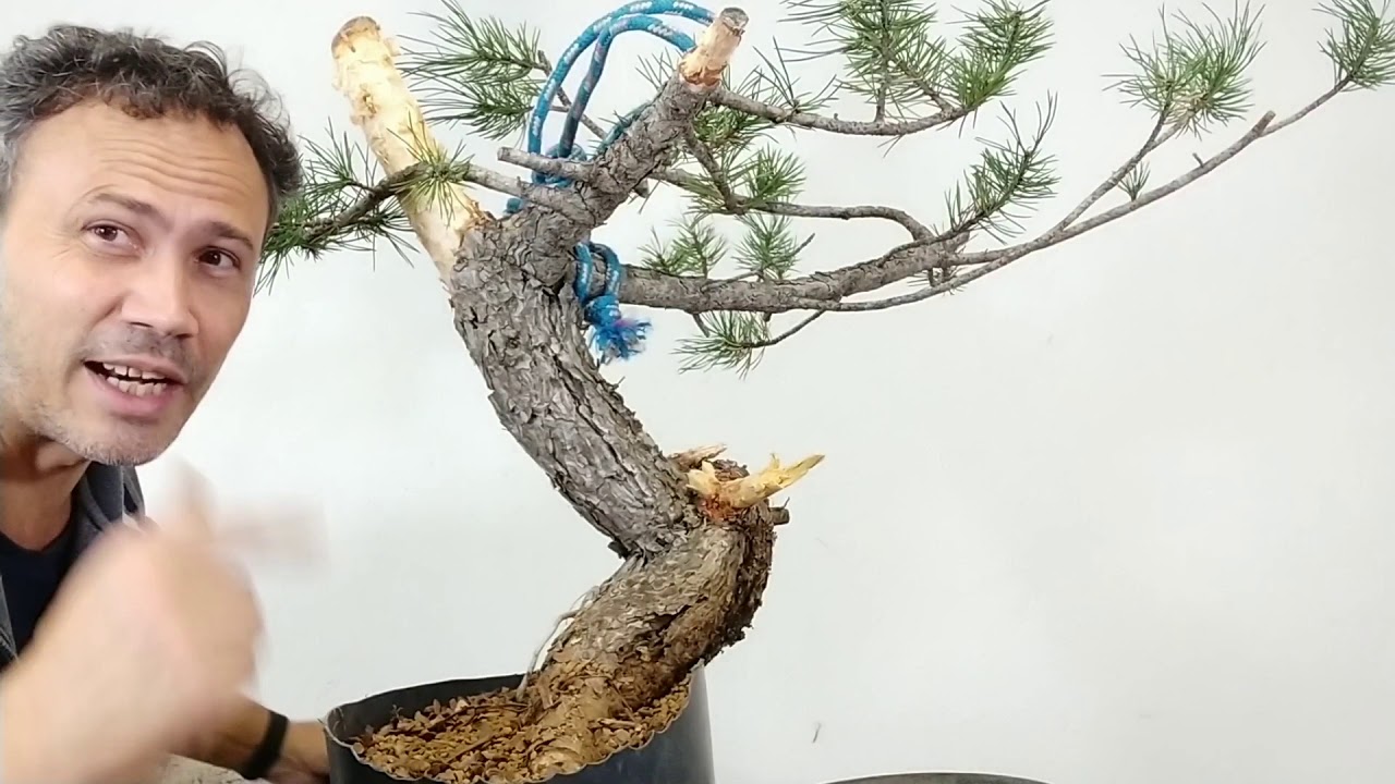 Rinvaso ed abbozzo della forma di un Pinus Nigra Austriaca futuro bonsai