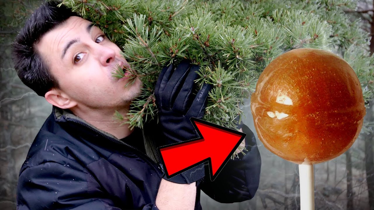 FAIRE DES BONBONS AVEC DES ARBRES !