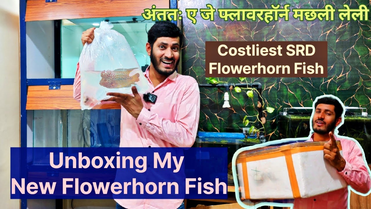 Unboxing my New Flowerhorn - My First Costliest SRD Fish Revealing