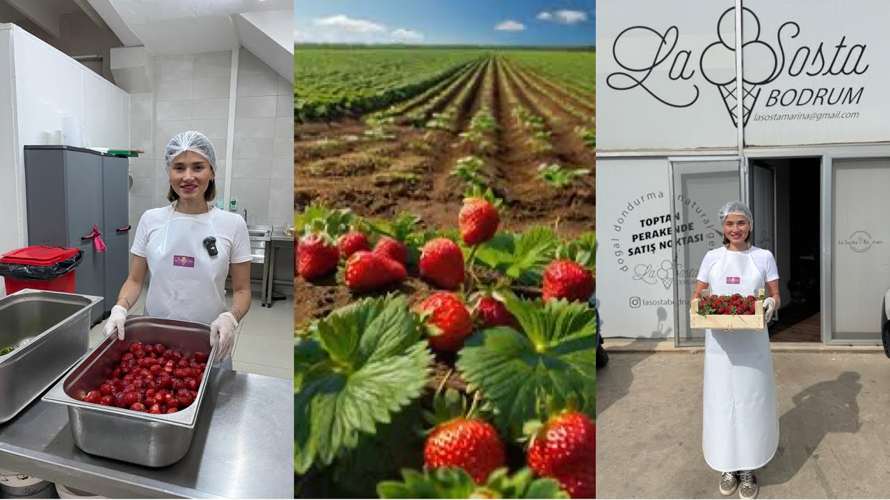 #Bodrum Çileğiyle Dondurma Yaptım 🍓 - Tarladan Fabrikaya !