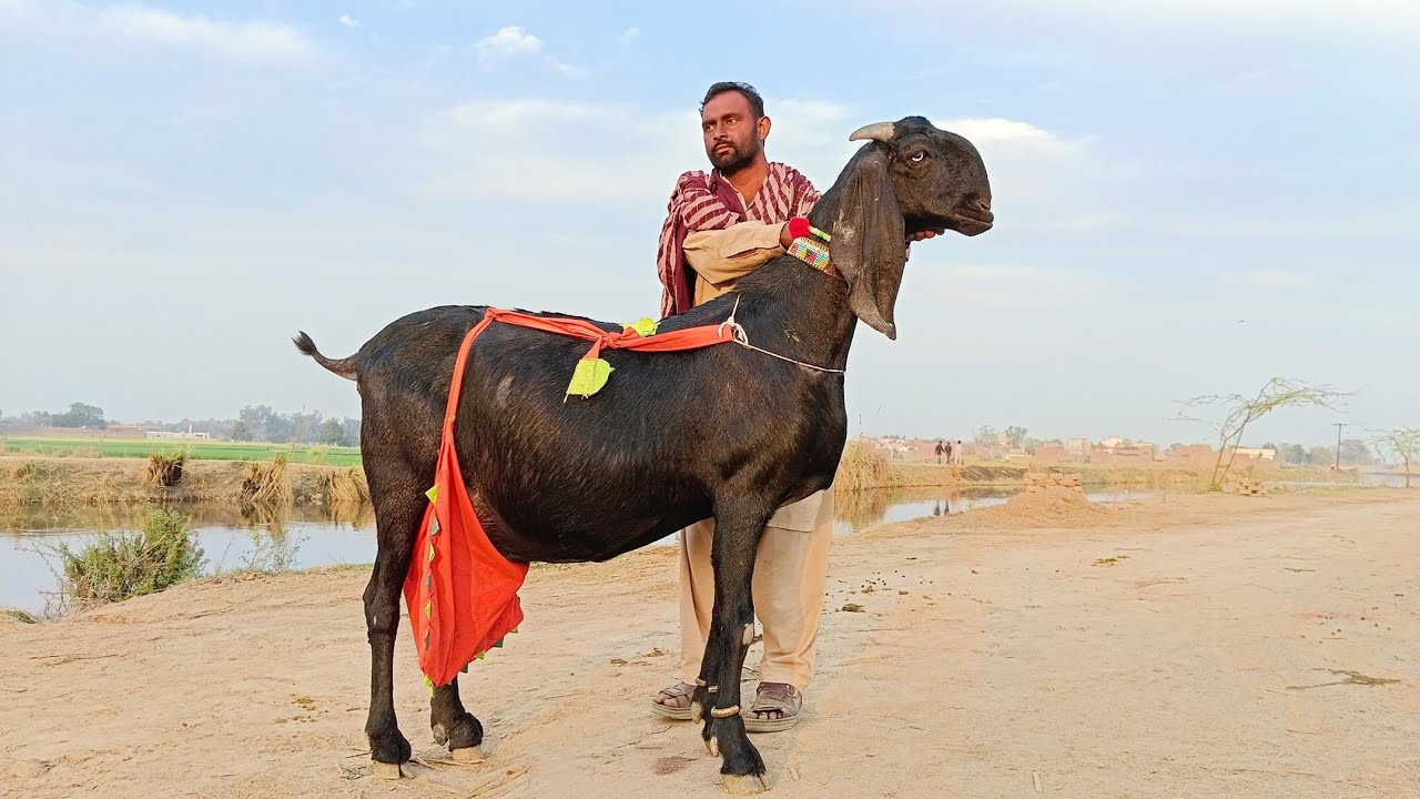 Pakistan's Most Biggest Beetal Goats Of Maqsoob Bhai - Goat Farming Buisness