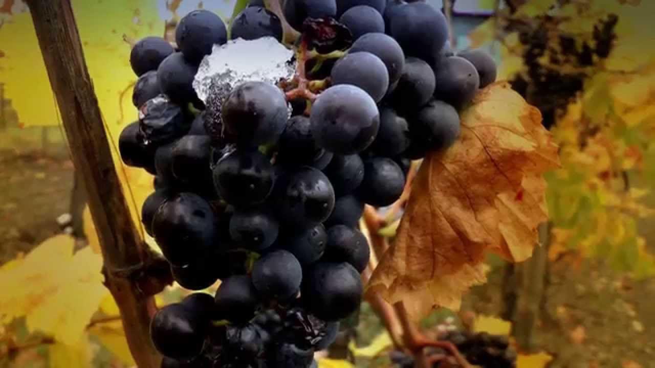 Wine from Slovakia - Víno DIOUS, Horné Orešany