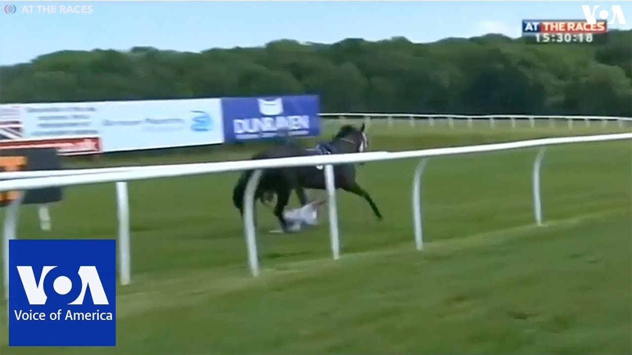 TV Reporter Gets Trampled by Horse