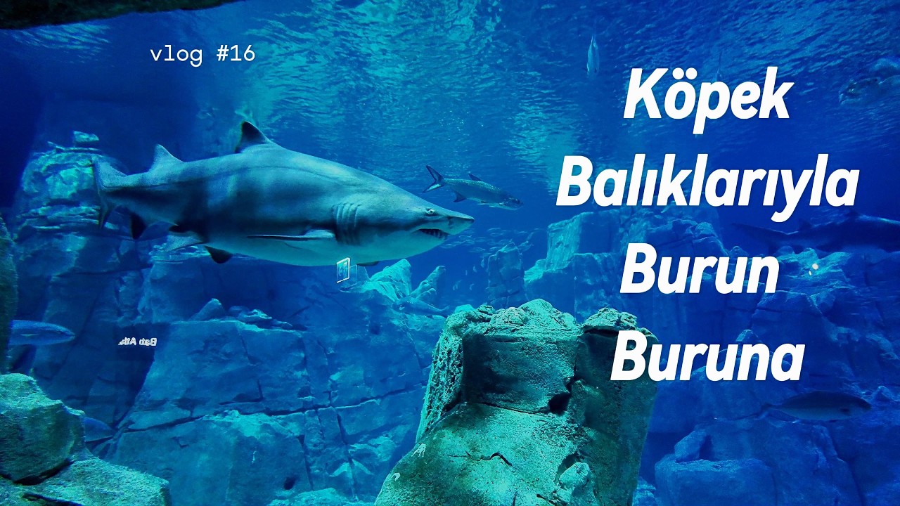 Köpekbalıkları, Vatozlar ve Daha Fazlası  Aqua Fl