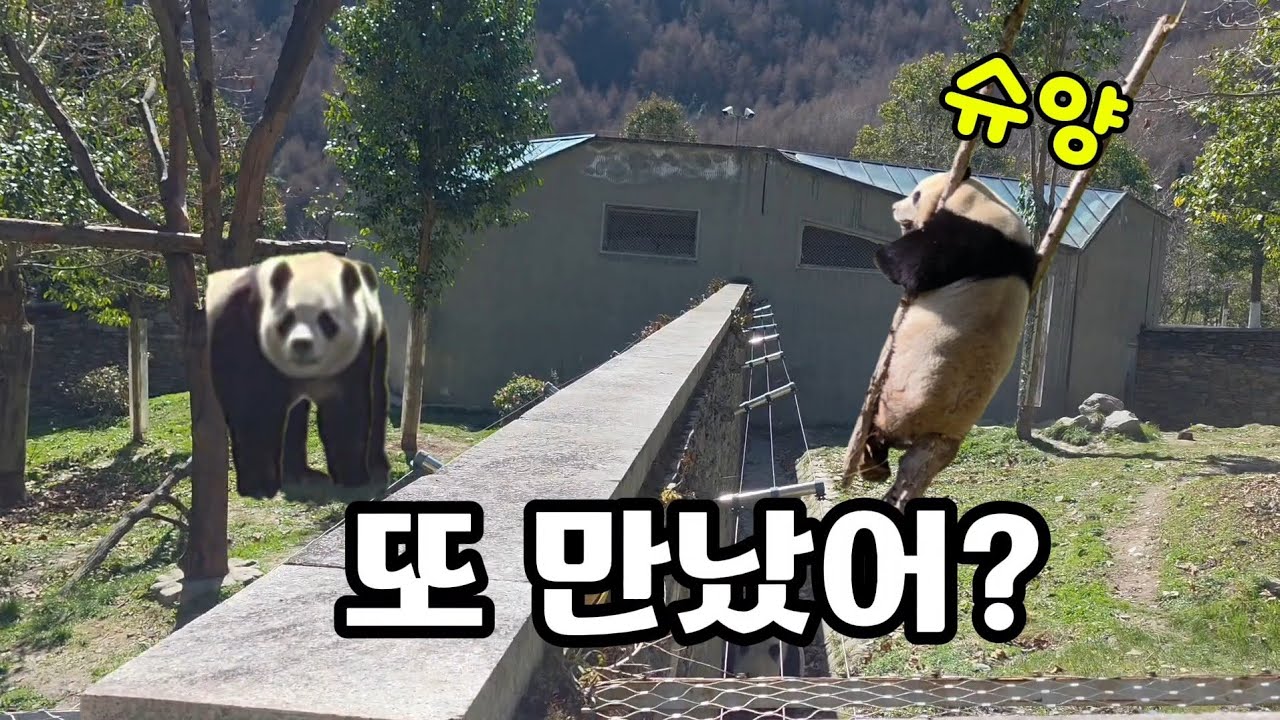 26.3.11 오후2 급기야 나무에 올라간 슈양..
