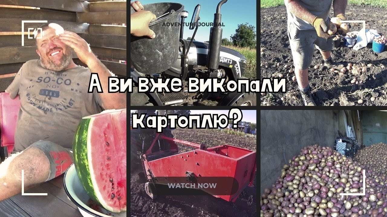 Копаєм картоплю мінітрактором ДМТЗ 544Х та картоплекопачкою Wirax//Надурили з посадковою картоплею.