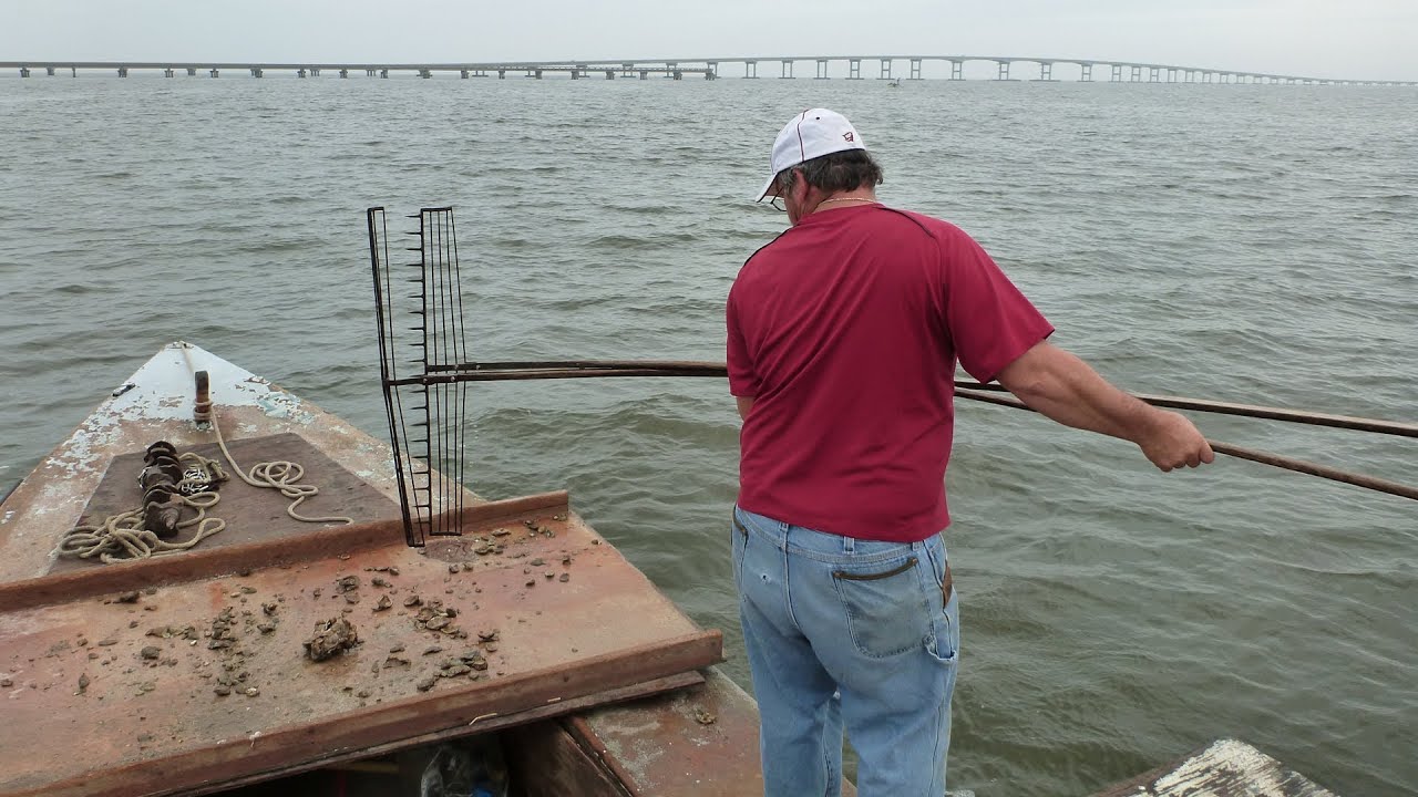 Oystermen and Researchers Fighting for Apalachicola Bay: In the Grass, On the Reef