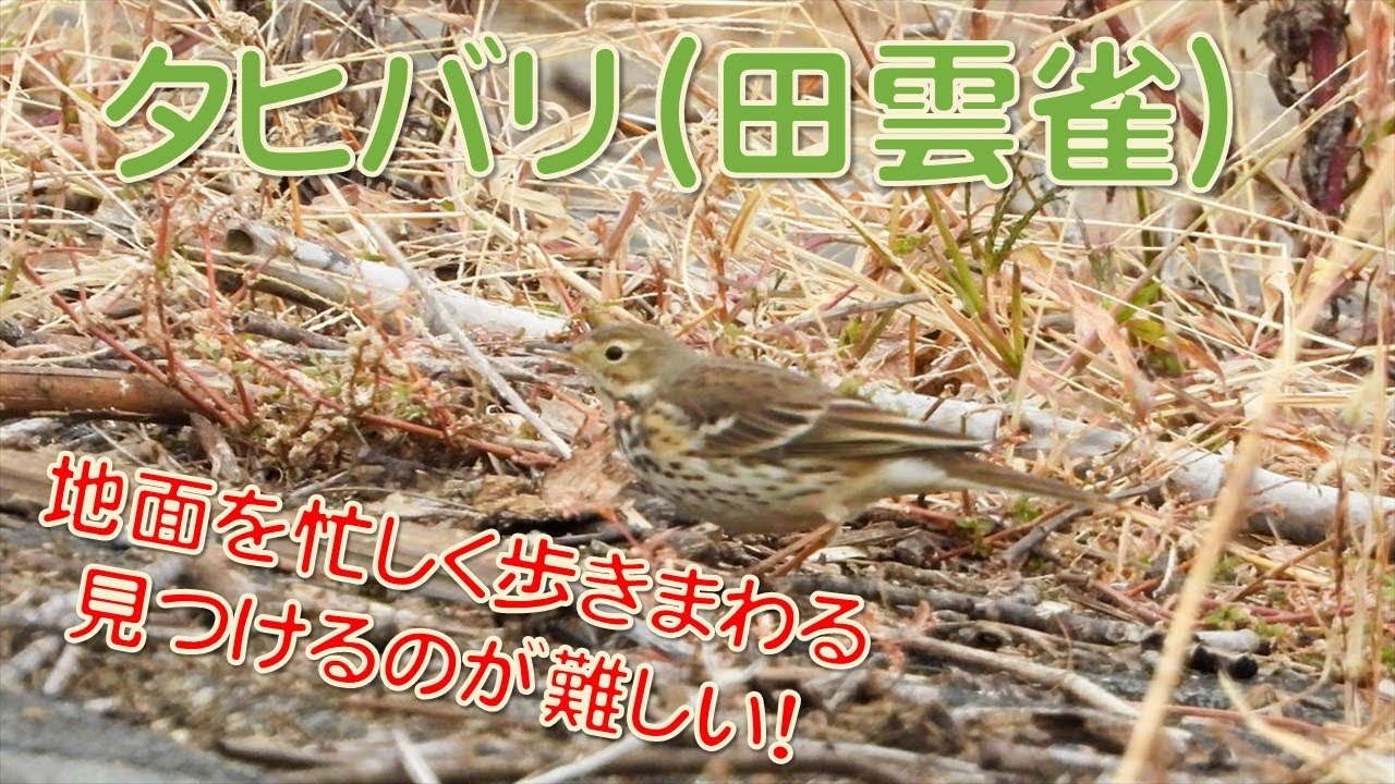 タヒバリ（田雲雀）＆ビンズイ（便追）見分け方⁈⁈