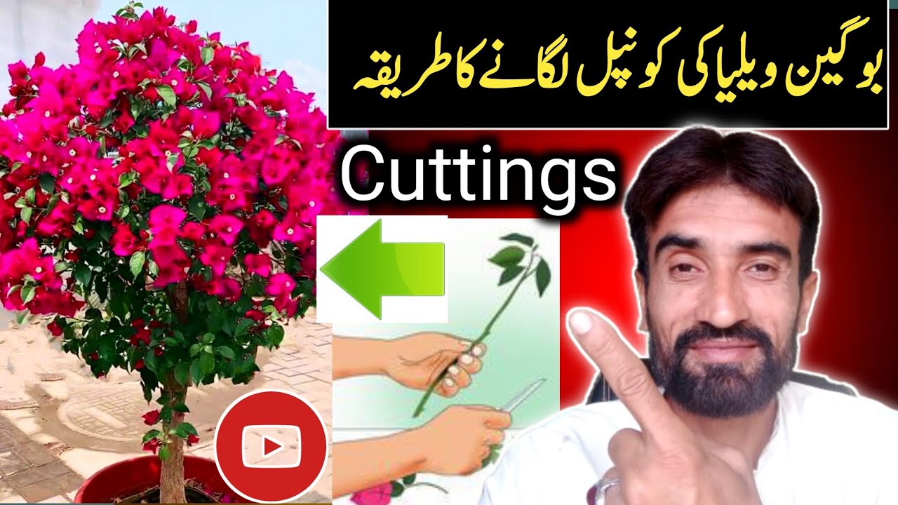 Easy Bougainvillea🌺 Propagation From Stem Cuttings in Summer / Bougainvillea ki konpal kaise lagaen