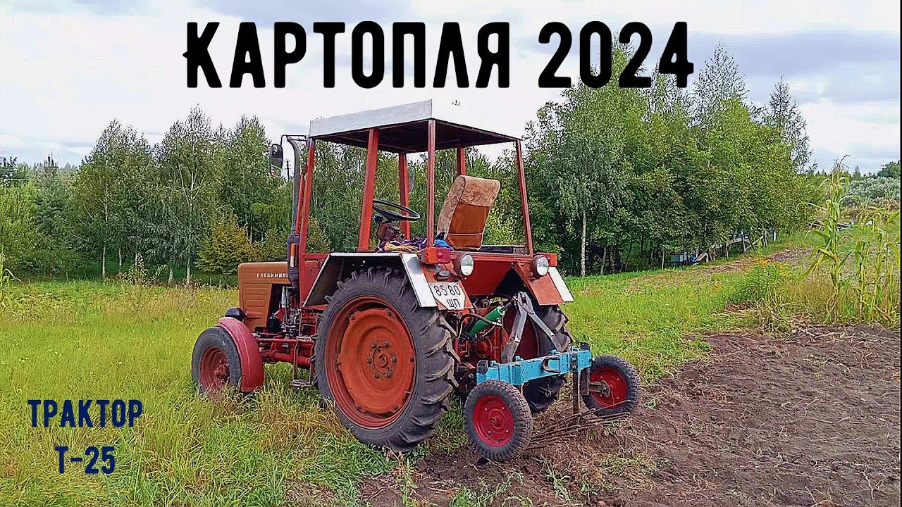Копаю картоплю сезон 2024 трактором т 25 саморобною копачкою #трактор #т25