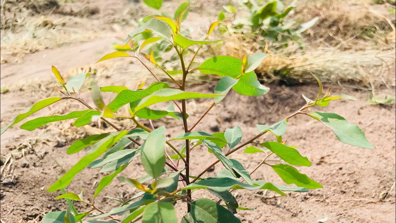 KALITUNSI/EUCALYPTUS AFTER ONE MONTH OF PLANTING 🌳LUWERO, UGANDA 🇺🇬