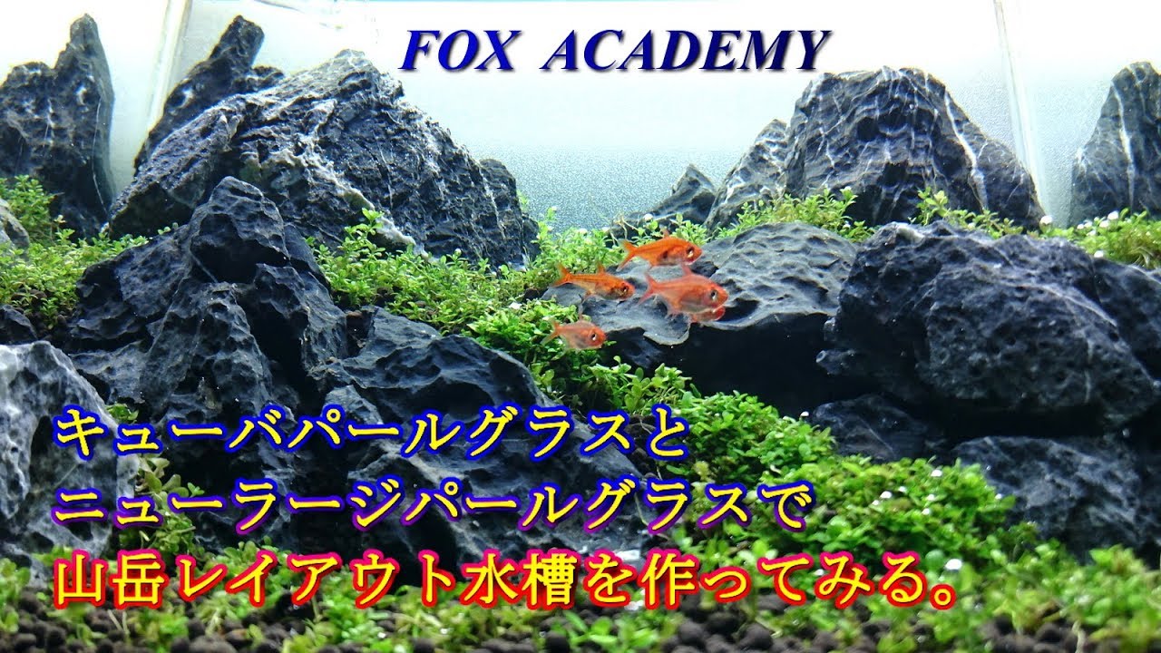 No.011 【FOX ACADEMY】キューバパールグラスとニューラージパールグラスで山岳レイアウトを作ってみる。