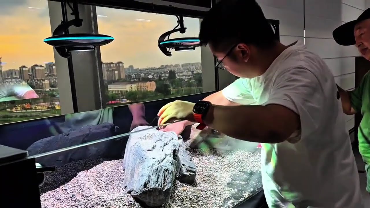 DIY Mountain Stream Aquarium, Build a Biotope: Recreating Himalayan Streams in Home Aquariums!