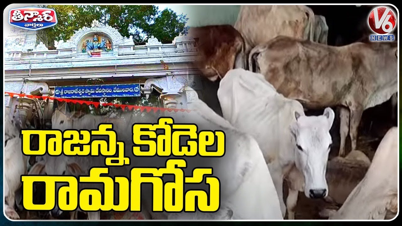 Vemulawada Rajanna Temple Officials Negligence On Caring Of Holy Cows | V6 Teenmaar