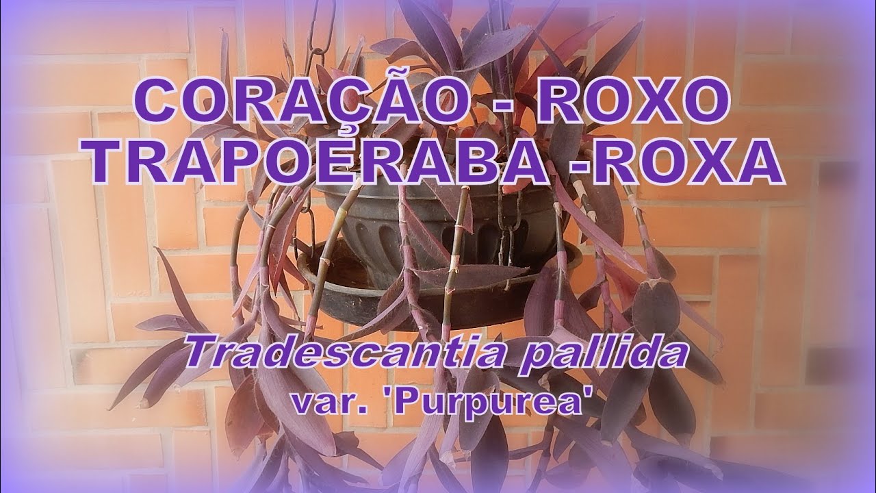 TRAPOERABA-ROXA, CORAÇÃO-ROXO (Tradescantia pallida 'Purpurea')