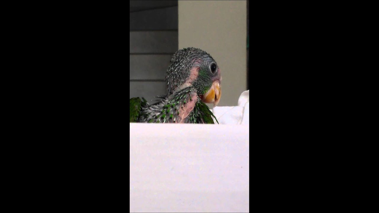 Loro cucha papillero