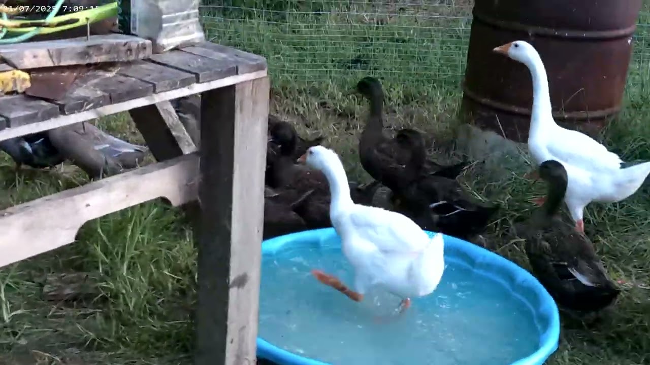 Morning routine #Goose#Duck#Chicken