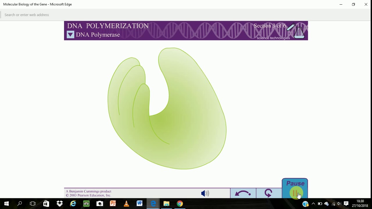 DNA replication...........................