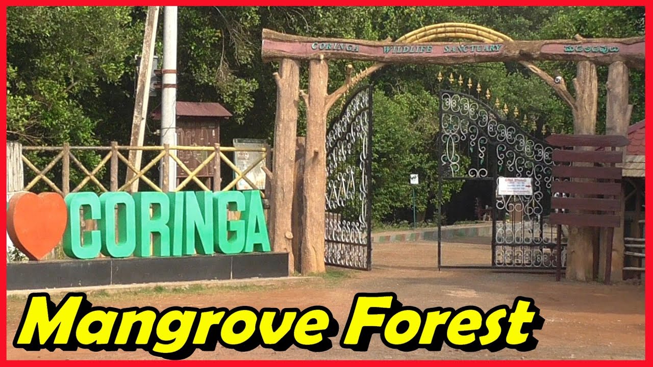 Kakinada Mangrove forest in telugu, Coringa Wildlife Sanctuary, By Balaji Traveller