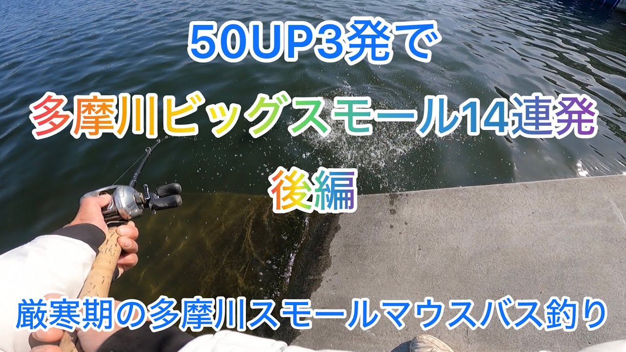 多摩川ビッグスモール14連発‼︎後編50アップも連発‼︎#バス釣り#多摩川#登戸#釣り#スモールマウスバス#泳がせ釣り 