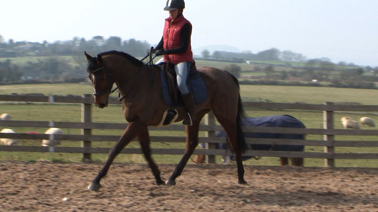 Harrison - early racehorse retraining