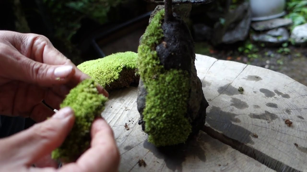 Bonsai diary　 ♯130「石と苔と木を組み合わせて楽しむ石付き盆栽作り｣