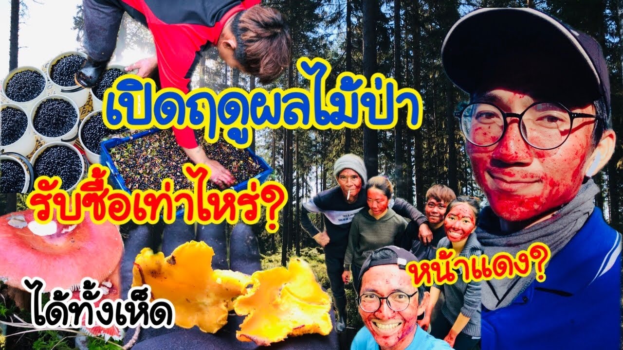 เปิดฤดูกาลเก็บบลูเบอร์รี่ 2565 รับซื้อ2แบบ แบบไหนคุ้มกว่ากัน มาฟัง!