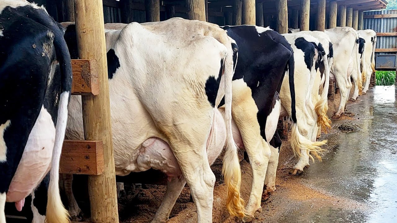 Успех в молочном животноводстве: она зарабатывает 250 тысяч в месяц на своем участке 50×100, на к...