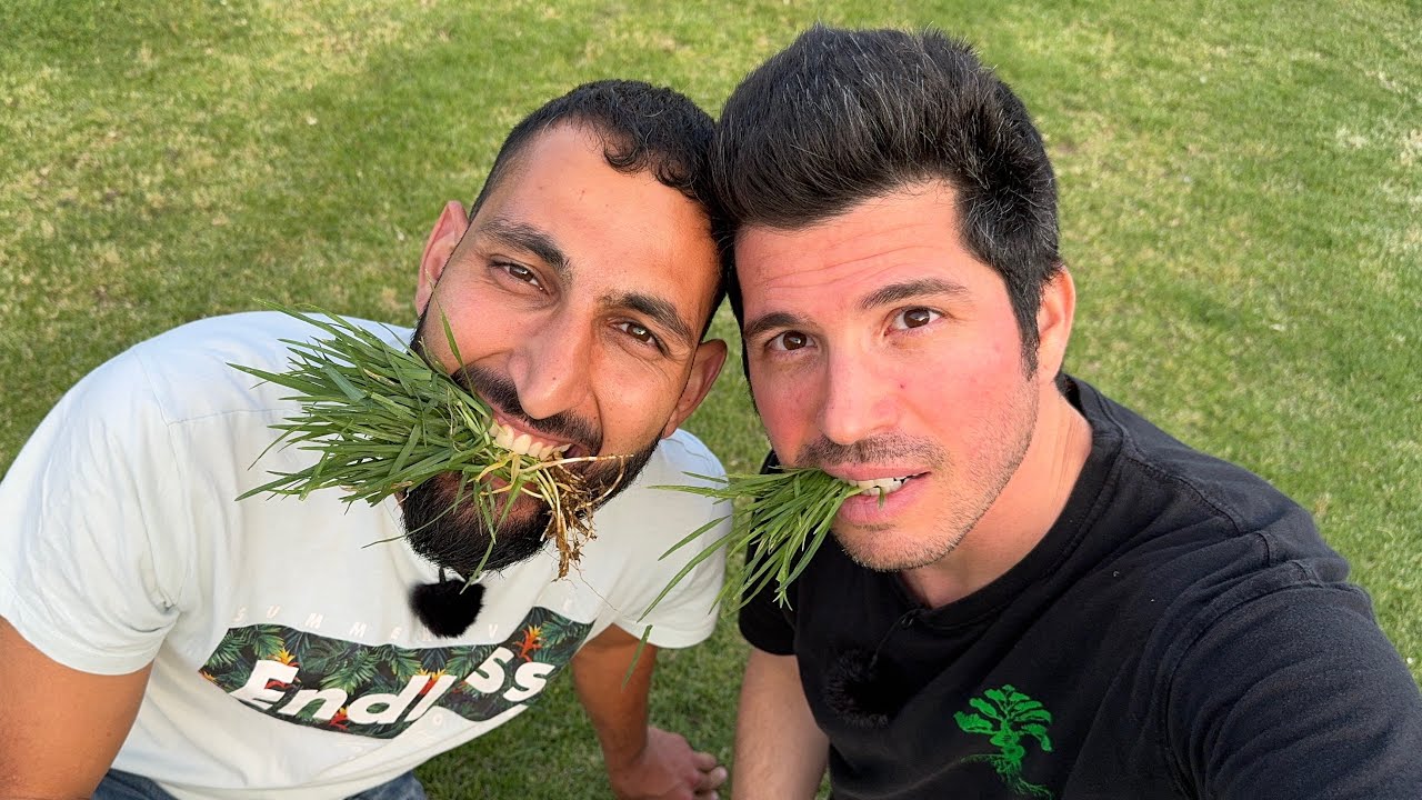 איך לטפח את הדשא ? סיור דשא בירושלים